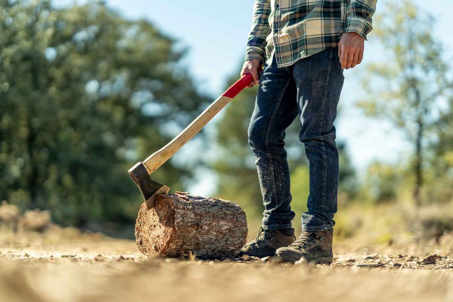 Large Tree Removal in Aspermont, TX